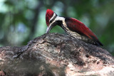 03847 - Black-rumped Flameback - Dinopium benghalense