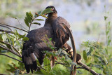 Crested Serpent Eagle