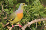 Orange-breasted Green Pigeon