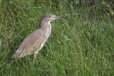 00827 - Indian Pond Heron - Ardeola grayii