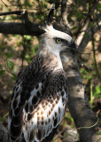 Crested Hawk Eagle