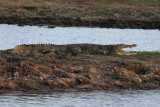 Mugger Crocodile