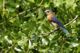 08566 - Eastern Bluebird - Sialia sialis