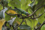 Layards Parakeet