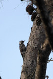 Red-cockaded Woodpecker