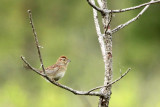 Bachmans Sparrow