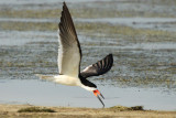 01669 - Black Skimmer - Rynchops niger