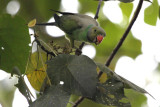 04125 - Layards Parakeet - Psittacula calthropae