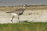 American Golden Plover 