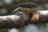 Red-bellied Woodpecker