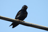 Purple Martin