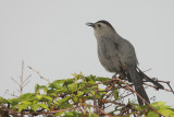 08359 - Grey Catbird - Dumetella carolinensis