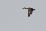 00149 - American Black Duck - Anas rubripes