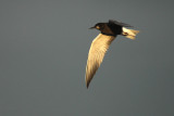 Black Tern