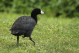 01385 - American Coot