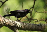 Common Grackle