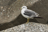 01705 - Black-tailed Gull - Larus crassirostris