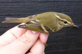 07405 - Yellow-browed Warbler - Phylloscopus inornatus