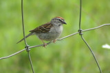 10131 - Chipping Sparrow - Spizella passerina