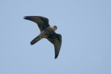03928 - Lanner Falcon - Falco biarmicus
