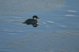 00222 - Smew 