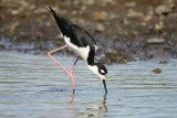 Black-necked Stilt