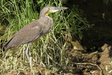 Bare-throated Tiger-Heron