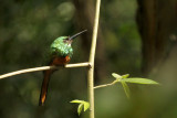 Rufous-tailed Jacamar