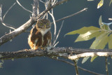 Costa Rican Pygmy Owl