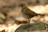 Ruddy-capped Nightingale-thrush