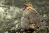 Barbary Macaque