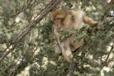 Barbary Macaque