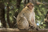 Barbary Macaque