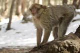 Barbary Macaque