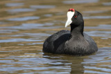 Red-knobbed Coot