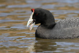 Red-knobbed Coot