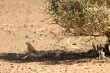 African Desert Warbler