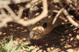 Gerbil spec.