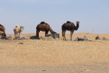 Camels