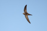 Pallid Swift