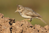 Crested Lark