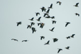 White-faced WhistlingDuck