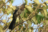 Western Plantain-Eater
