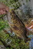 Catch and Release Smallmouth Bass