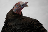 Wild Turkey