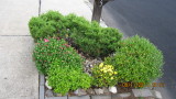 Plant arrangement by the mailbox Mums.JPG