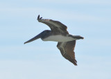 Brown pelikan (Pelecanus occidentalis)