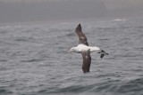 Albatross tour kaikoura: Southern royal albatross (Diomedea epomophora epomophora)