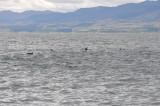 Whale watch. Kaikoura. Dusky dolphin (Lagenorhynchus obscurus) 