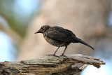 Turdus merula - Kos - Blackbird